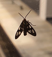 Amata huebneri
