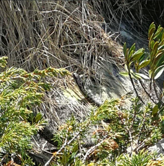 Vipera walser