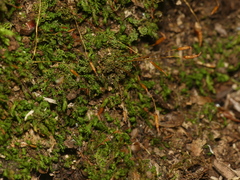 Tortella humilis