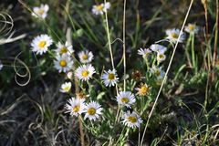 Erigeron caespitosus