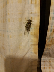 Diceroprocta vitripennis