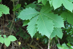 Quercus crispula