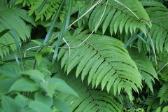 Pentarhizidium orientale