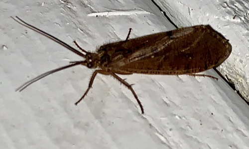 Narrow Giant Caddisfly