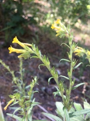 Lithospermum multiflorum