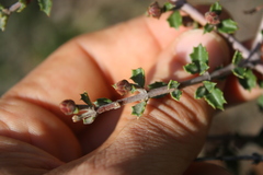 Ceanothus sonomensis