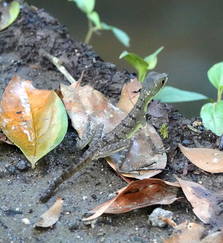 Green Basilisk, photo 5 of 10