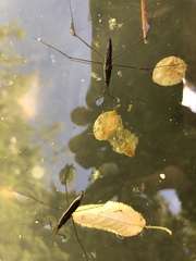 Limnoporus notabilis