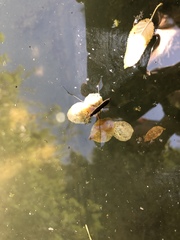 Limnoporus notabilis