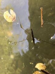 Limnoporus notabilis