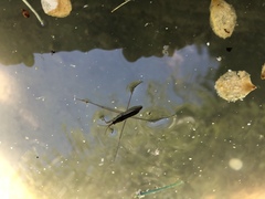 Limnoporus notabilis