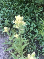 Castilleja septentrionalis