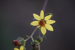 Simsia foetida
