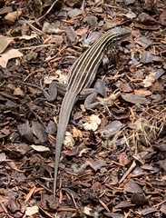 Aspidoscelis neomexicanus