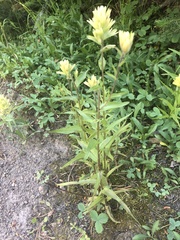Castilleja septentrionalis
