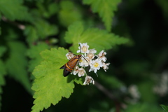 Nemophora staudingerella