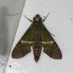 Angonyx testacea