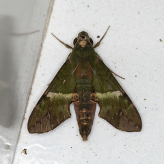 Angonyx testacea
