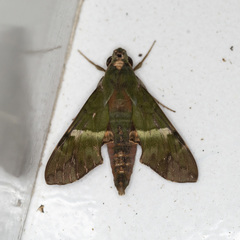 Angonyx testacea
