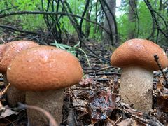 Leccinum