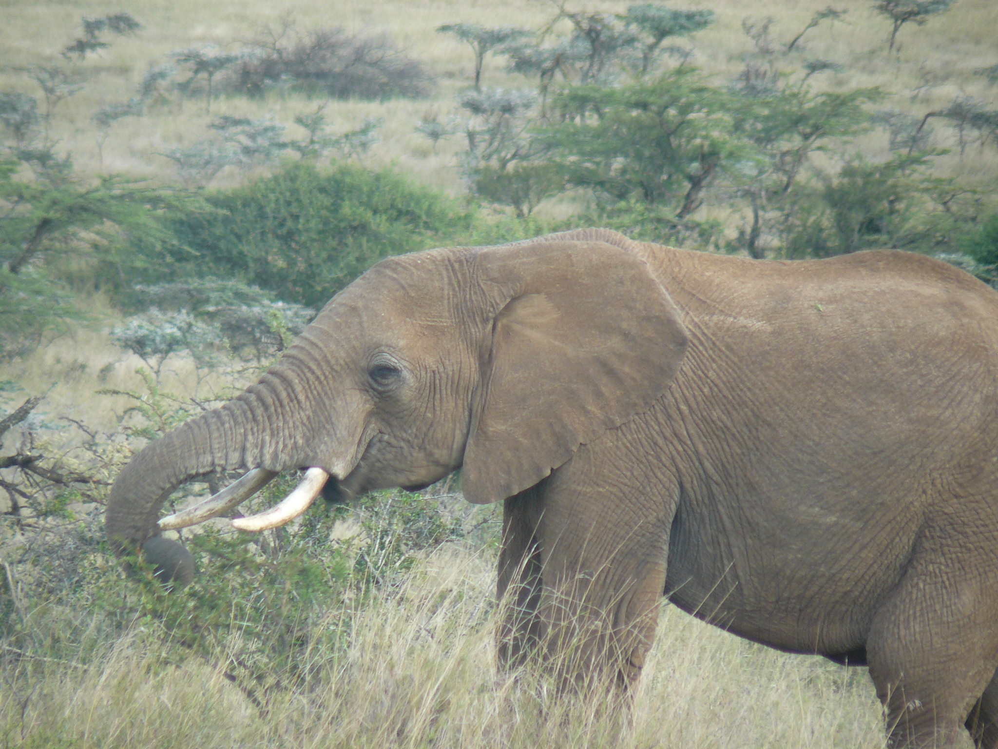 Savannah Elephant (Loxodonta africana) · iNaturalist