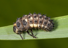 Anatis labiculata