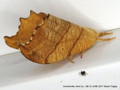 Drepana bilineata