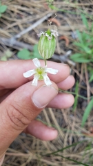 Silene douglasii douglasii