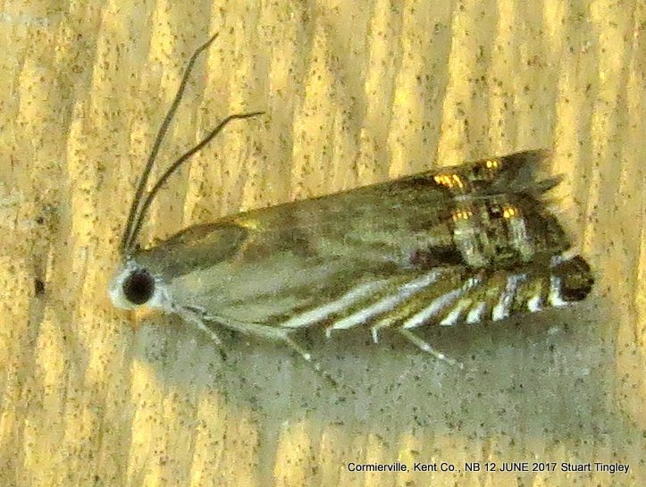 Solidago Root Moth