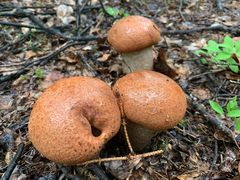 Leccinum