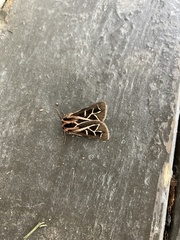 Apantesis williamsii