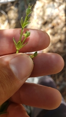 Galium bolanderi