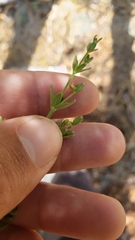 Galium bolanderi