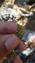 Galium bolanderi