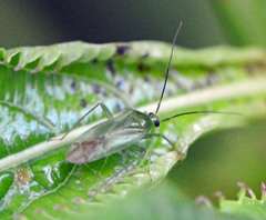 Lygocoris