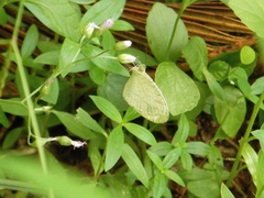 Leptosia nina