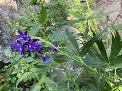Delphinium barbeyi