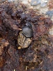 Onthophagus nuchicornis