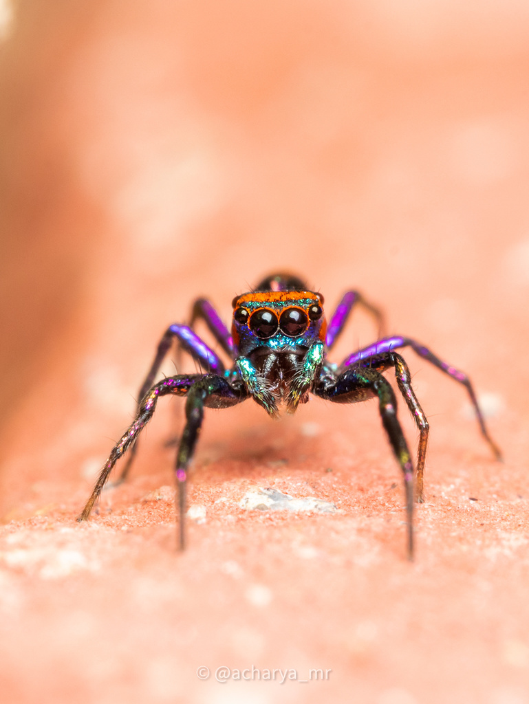 Chrysilla volupe