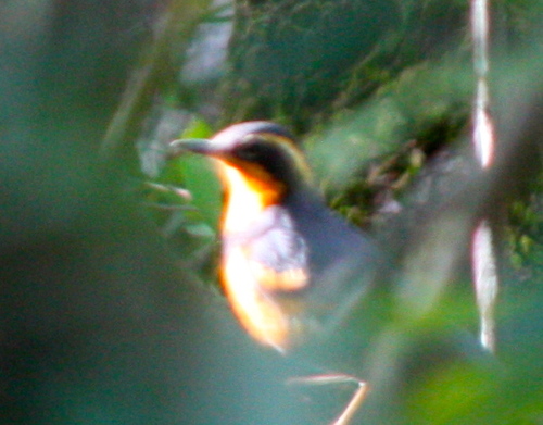 Ixoreus naevius