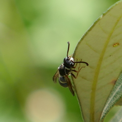 Stenodynerus ochrogonius