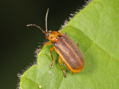 Galerucella nymphaeae