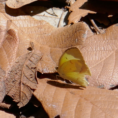 Abaeis mexicana