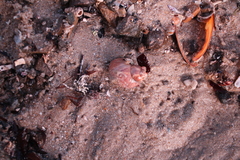 Phasianella ventricosa