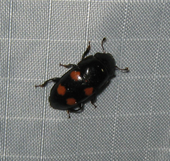 Glischrochilus obtusus