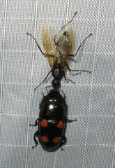 Glischrochilus obtusus