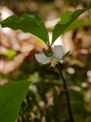 Trillium catesbaei