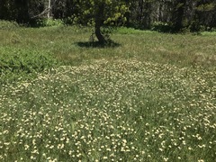 Antennaria corymbosa
