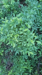 Vaccinium shastense nevadense