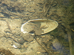 Pyganodon grandis